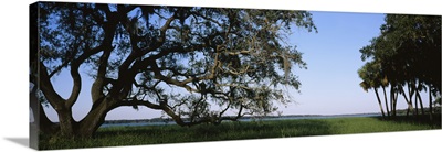 Trees in a state park, Myakka River State Park, Sarasota, Florida