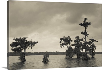 Trees in a swamp, Lake Martin, Lafayette, Lafayette Parish, Louisiana