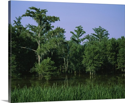 Trees in a swamp, Louisiana