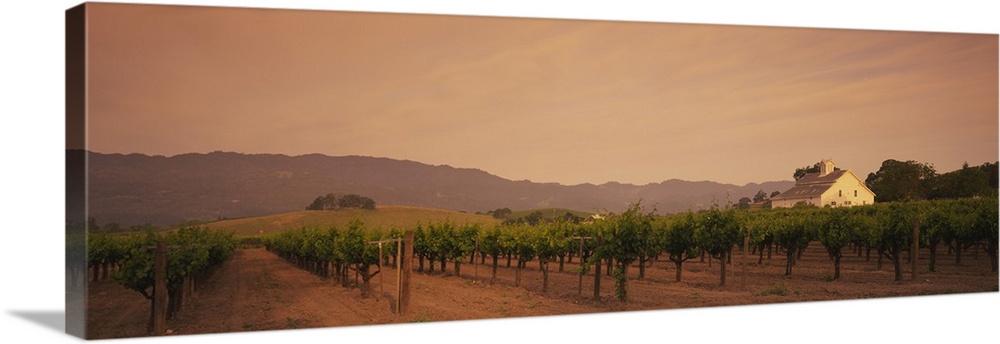 An elongated view of a vineyard field in Napa with large hills lining the background of the picture.