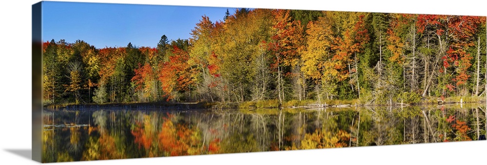 Trees in autumn at Lake Hiawatha, Alger County, Upper Peninsula ...