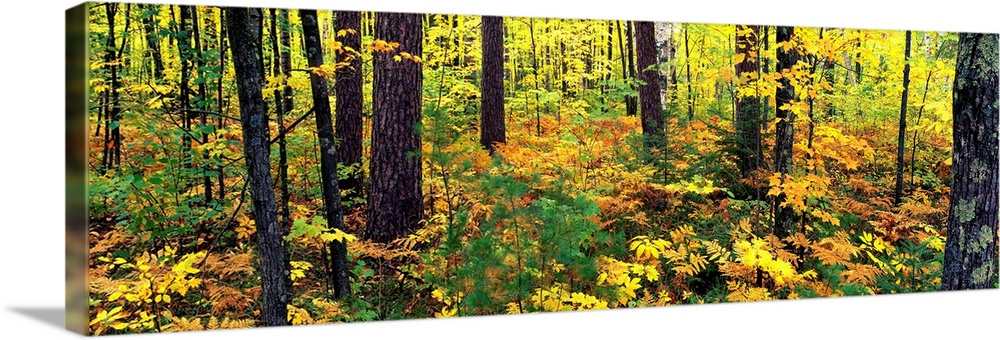 Trees in autumn, Copper Falls State Park, Mellen, Ashland County, Wisconsin