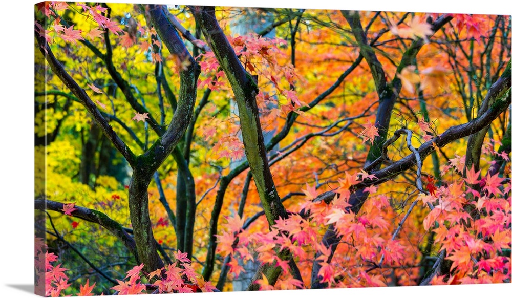 Trees in autumn, Westonbirt Arboretum, Gloucestershire, England