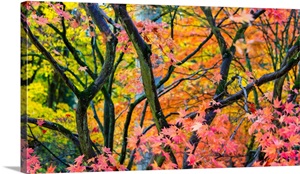 Trees in autumn, Westonbirt Arboretum, Gloucestershire, England image thumbnail
