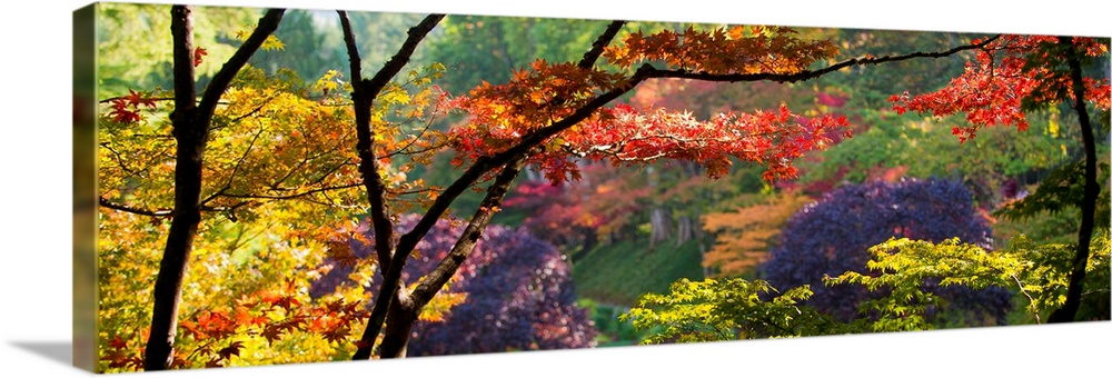 Panoramic photograph taken of thin trees with various colored trees behind them.