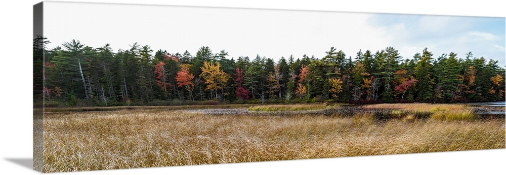 Trees in forest during autumn, Mount Desert Island, Acadia National Park, Hancock County, Maine, USA