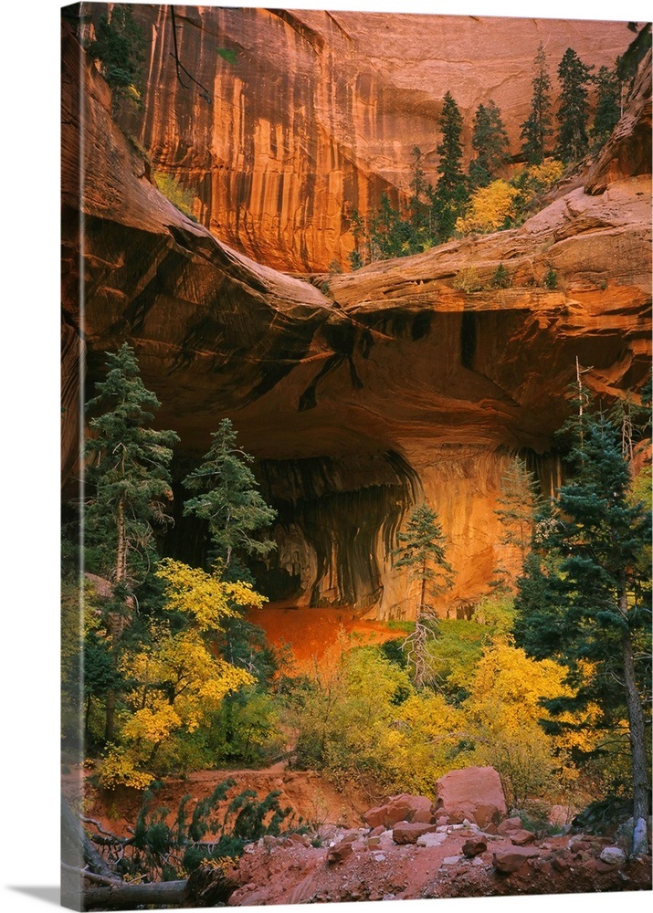 Trees in front of a cave, Zion National Park, Utah Wall Art, Canvas