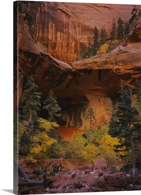 Trees in front of a cave, Zion National Park, Utah