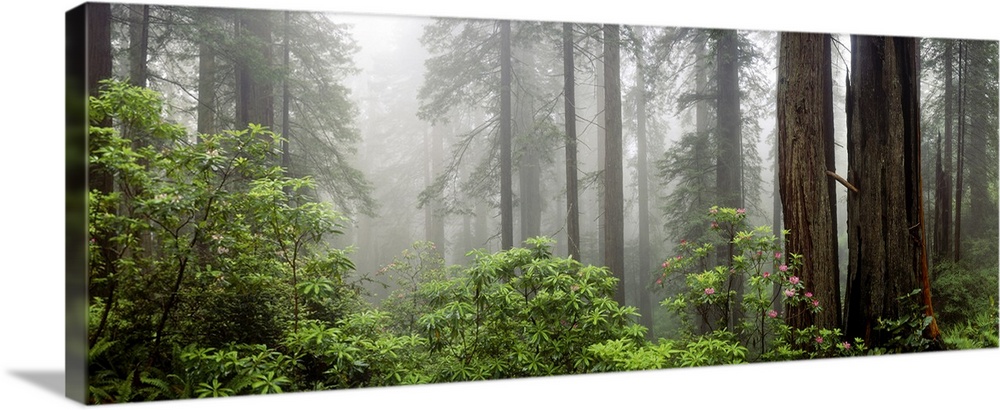 Trees in misty forest.
