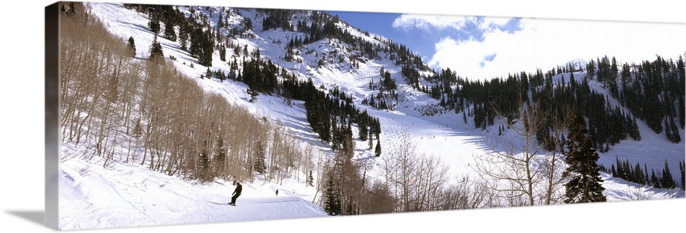 Trees in snow, Snowbird Ski Resort, Utah, USA