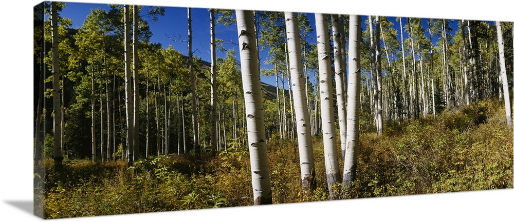 Trees in the forest, Colorado