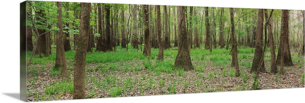 Trees in the forest, Congaree National Park, South Carolina