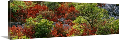 Trees in the forest, Dolly Sods Wilderness, Monongahela National Forest ...