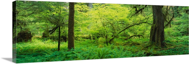 Trees in the forest, Soleduck Valley, Olympic National Park, Washington ...