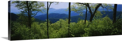 Trees in the forest with mountains in the background, Great Smoky Mountains National Park, Tennessee