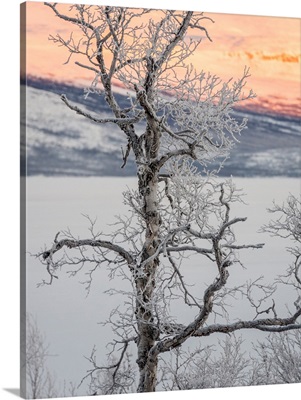 Trees in the frozen landscape, cold temperatures as low as -47 celsius, Lapland, Sweden