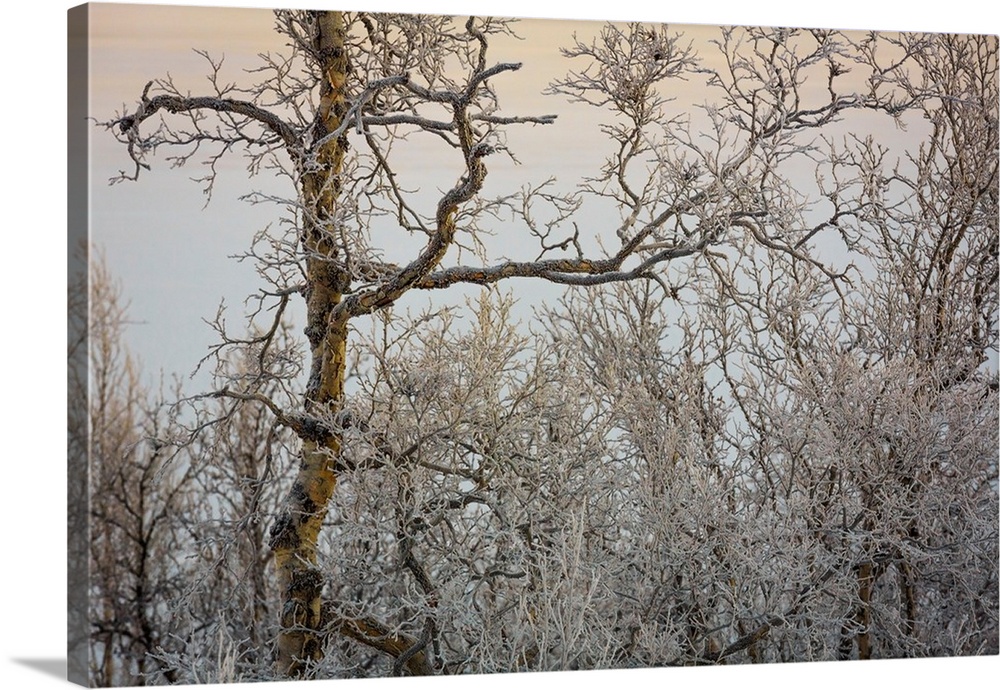 Trees in the frozen landscape, cold temperatures as low as -47 celsius, Lapland, Sweden