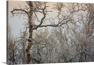 Trees in the frozen landscape, cold temperatures as low as -47 celsius, Lapland, Sweden