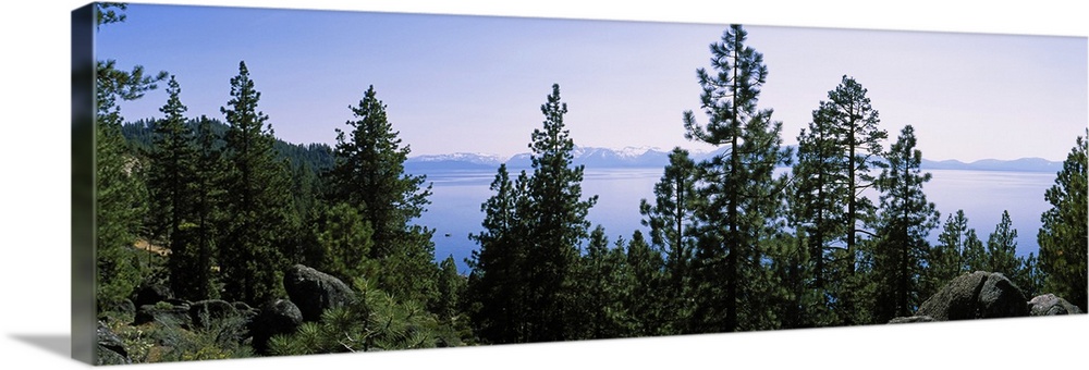 Trees near a lake, Lake Tahoe, California