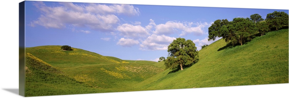 Trees on a hill, Priest Valley, Monterey County, California, USA