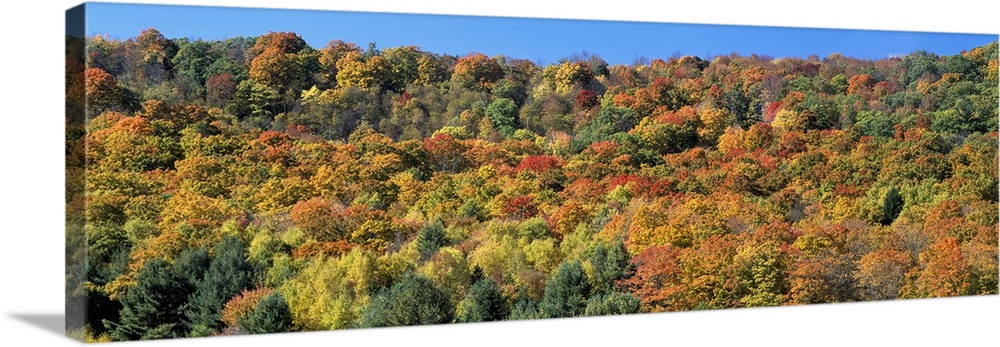 Trees on a hill, Searsburg, Bennington County, Vermont