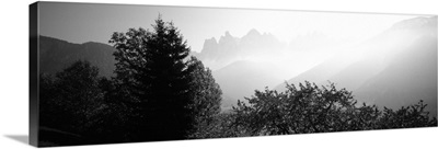 Trees on a landscape, Dolomites, Alto Adige, Trentino Alto Adige, Italy