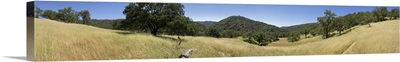 Trees on a landscape, Henry W. Coe State Park, California