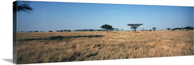 Trees on a landscape, Serengeti National Park, Tanzania