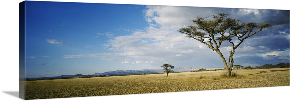 Trees on a landscape, Tanzania