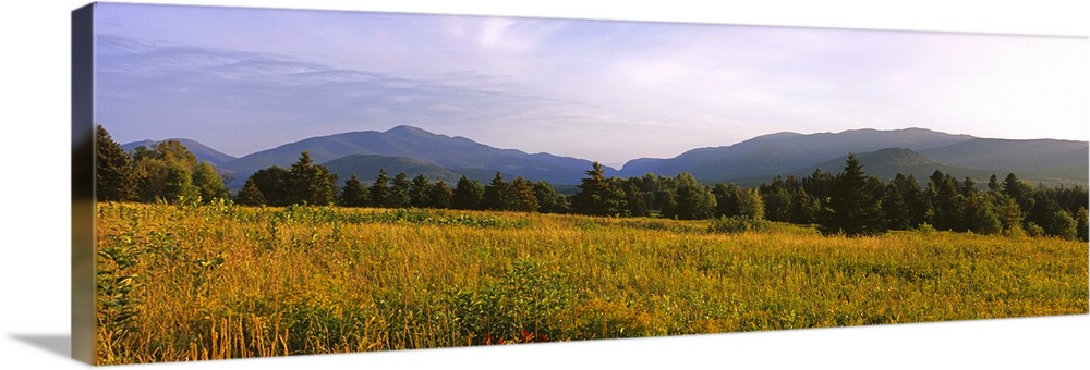 Trees on a landscape with mountains in the background, Lake Placid, Adirondack Mountains, New York State