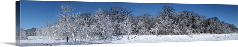 Trees on a polar landscape, Mclean, Illinois