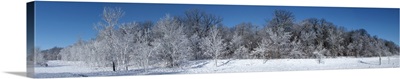 Trees on a polar landscape, Mclean, Illinois