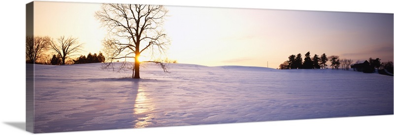 Trees on a polar landscape, Upstate New York, New York State | Great ...