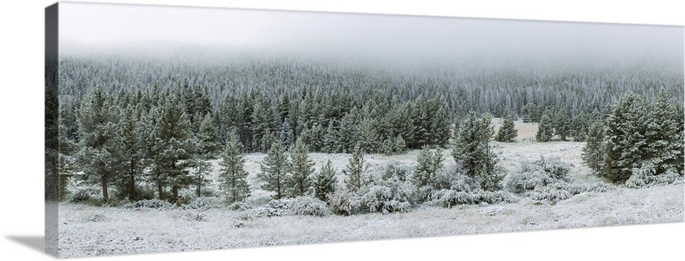 Trees on a snow covered landscape along Trail Ridge Road, Estes Park, Rocky Mountain National Park, Colorado, USA