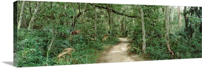 Trees on both sides of a path, Fort Caroline National Memorial, Jacksonville, Florida