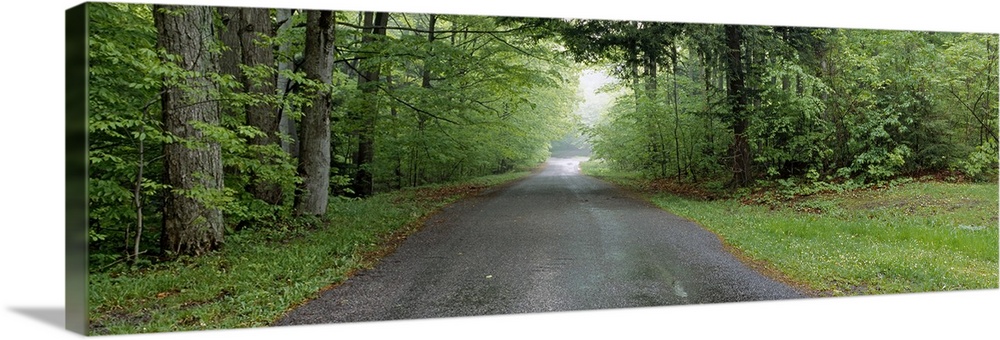 Trees on both sides of a road, Chestnut Ridge County Park, Orchard Park, Erie County, New York State