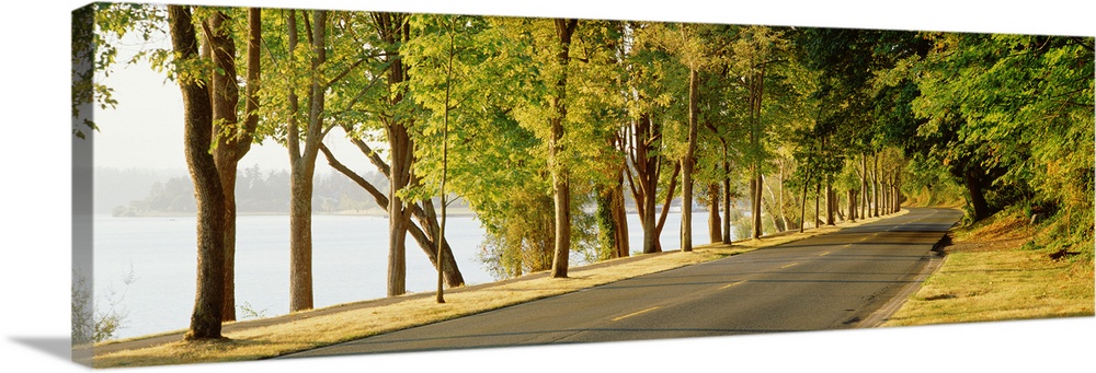 Trees on both sides of a road, Lake Washington Boulevard, Seattle, Washington State
