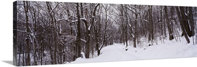Trees on both sides of a snow covered road, Greenfield, New Hampshire