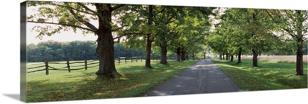 Trees on the both sides of a road, Knox Farm State Park, East Aurora, New York State