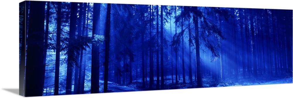 The color palette of this particular panoramic photograph gives the forest another worldly and ethereal appearance.