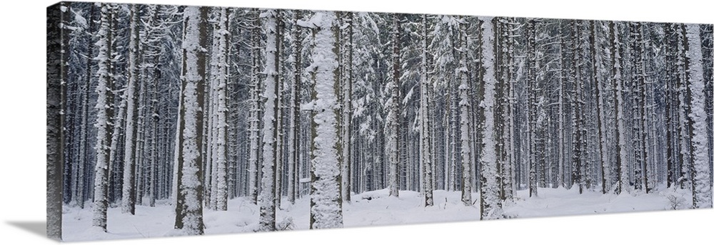 Decorative artwork for the home of office of a thick forest during winter with the tree trunks covered in snow.