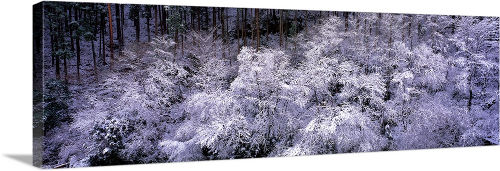 Trees with Frost Kyoto Japan