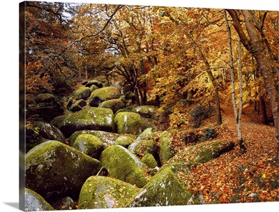 Trees with granite rocks at Huelgoat forest in autumn, Finistere, Brittany, France