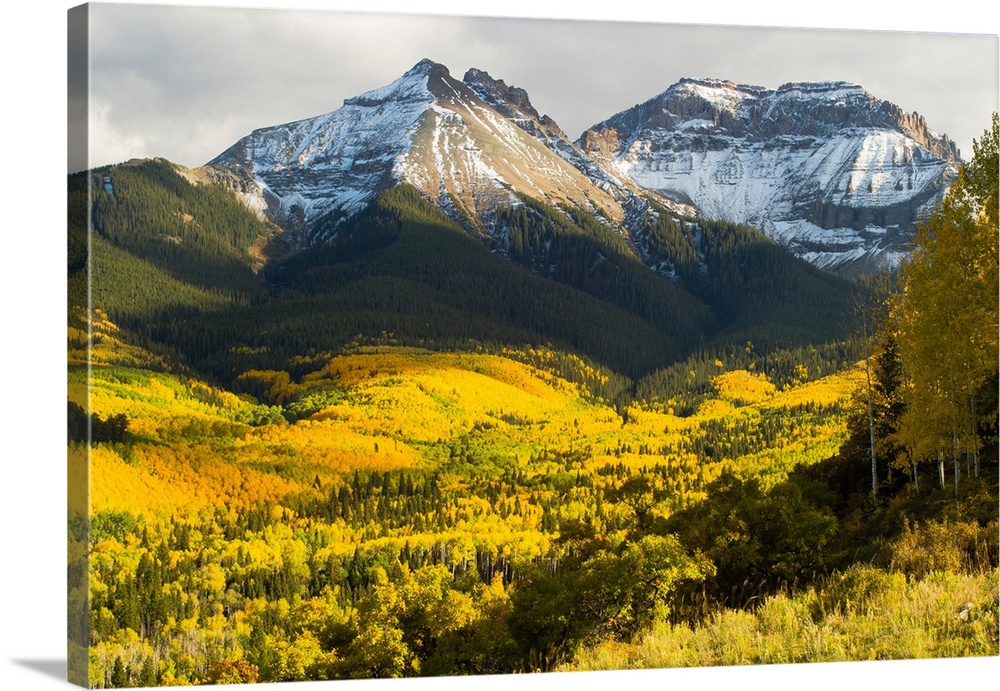Trees with mountain range in the background, Aspen, Pitkin County, Colorado, USA