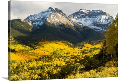 Trees with mountain range in the background, Aspen, Pitkin County, Colorado