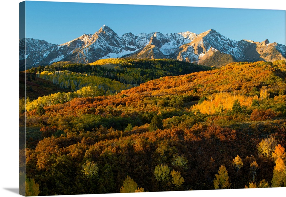 Trees with mountain range in the background at dusk, Aspen, Pitkin County, Colorado, USA