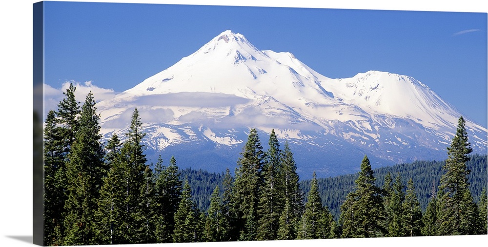 This large piece photographs pine trees in the foreground with a large snow topped mountain in the distance.