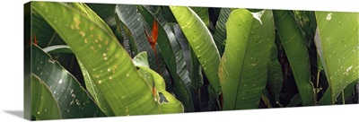 Tropical Foliage Costa Rica