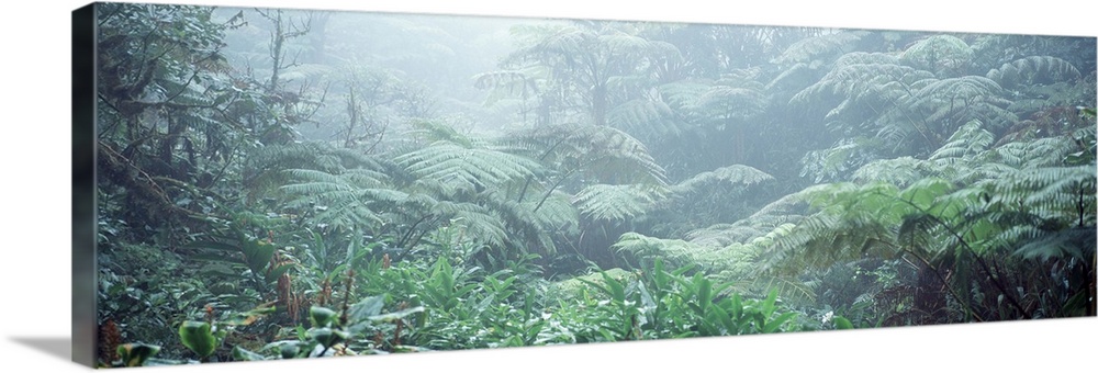 Tropical Rain Forest Waimea HI