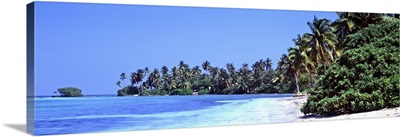 Tropical trees on the beach, Maldives